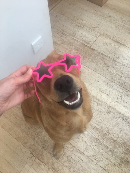Golden Retrievers question