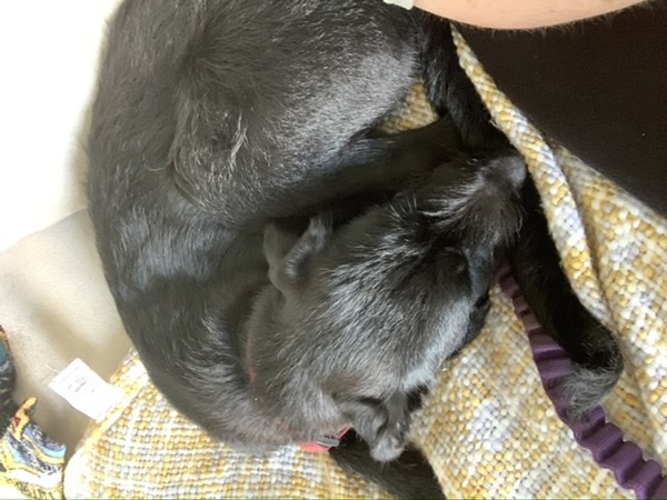 Puppy survival thread! July/August! Roll up!