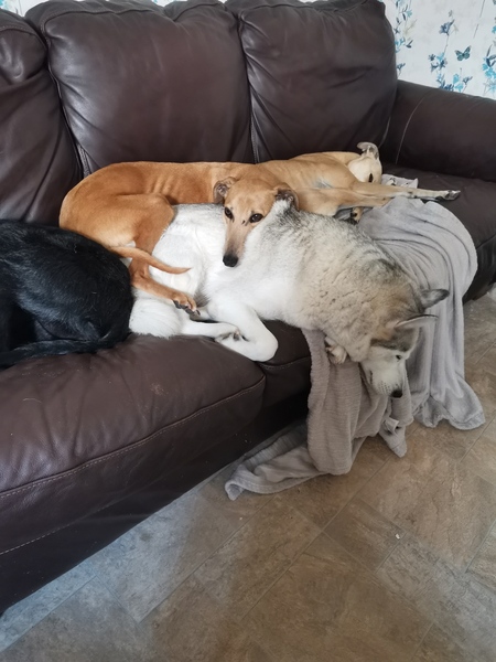 show me your dogs!