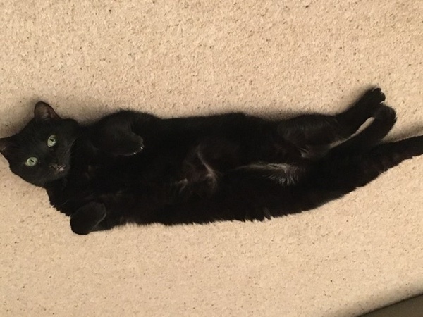 Happy International Cat day.