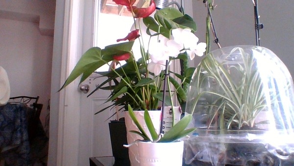 Plant and specifically orchid lovers, what does "soak it for 15 minutes" mean?