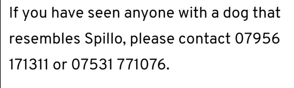 To ask if you have seen this ddog?