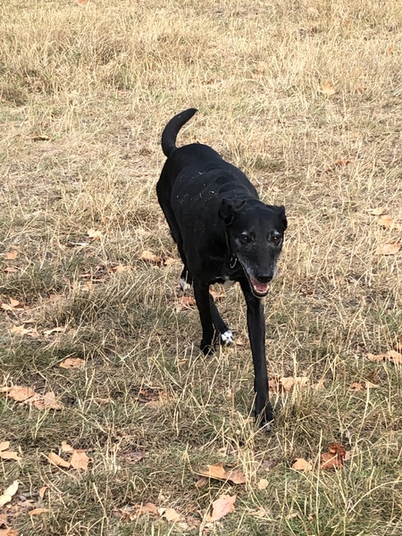 show me your dogs!