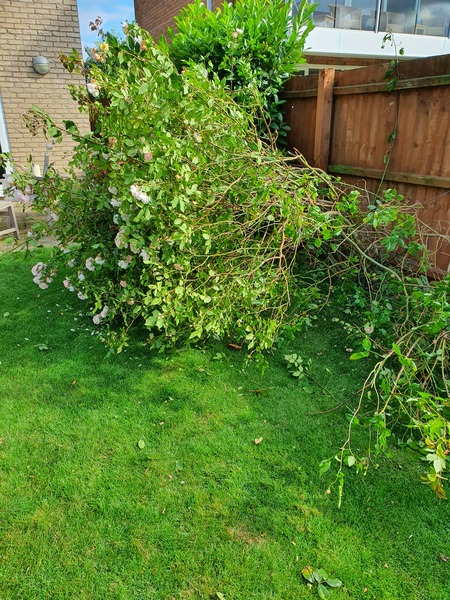 Rose bush collapse - cut back now?