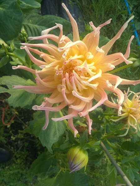 Petition Asking for Public Inquiry into Grooming Gangs