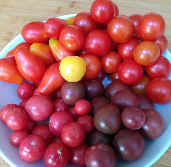 Cherry tomatoes just aren't ripening