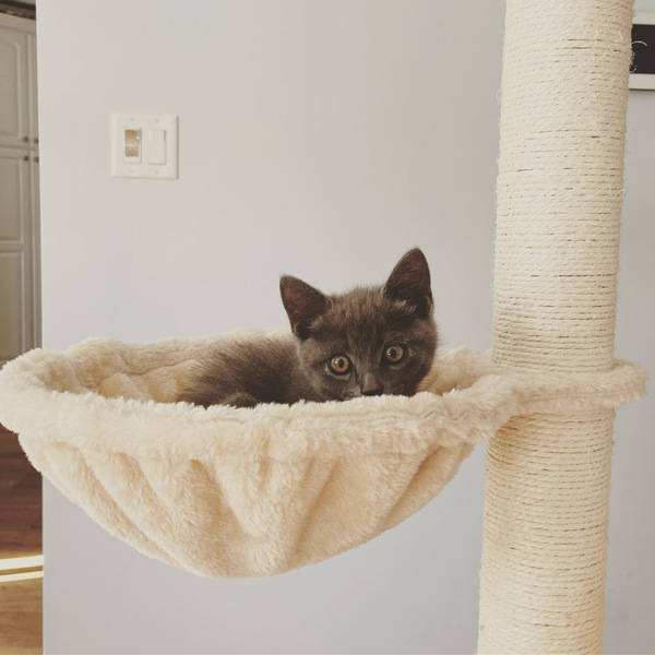 Photo thread for kittens!