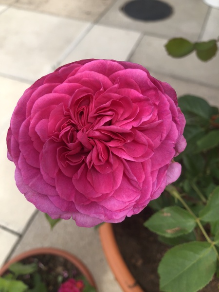 David Austin Rose Obsession