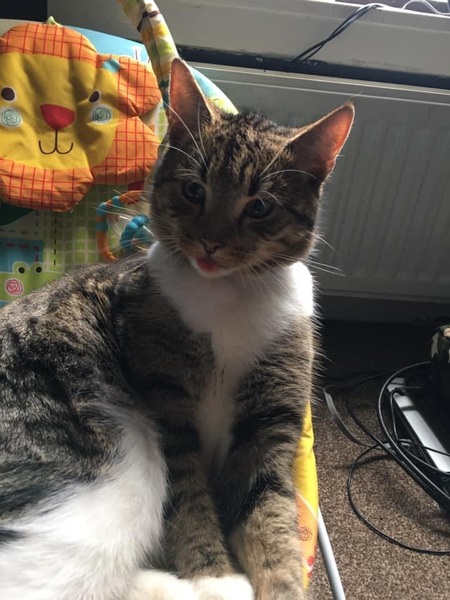 Our cat was killed this morning