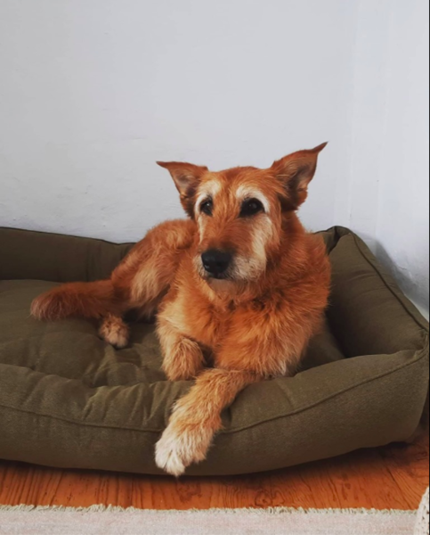 Potential drama queen alert: how long do you leave your dog?