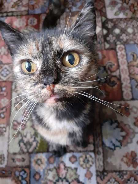 Advice needed - new rescue cat (pic included)