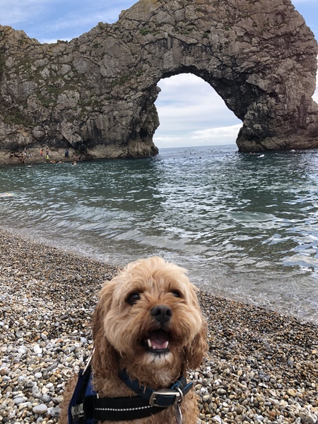 show me your dogs!
