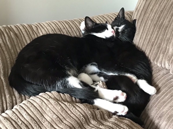 Sleeping cats are like sleeping children.....