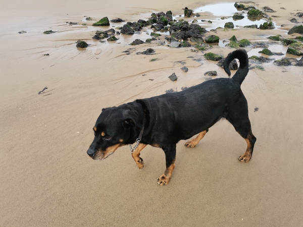 show me your dogs!