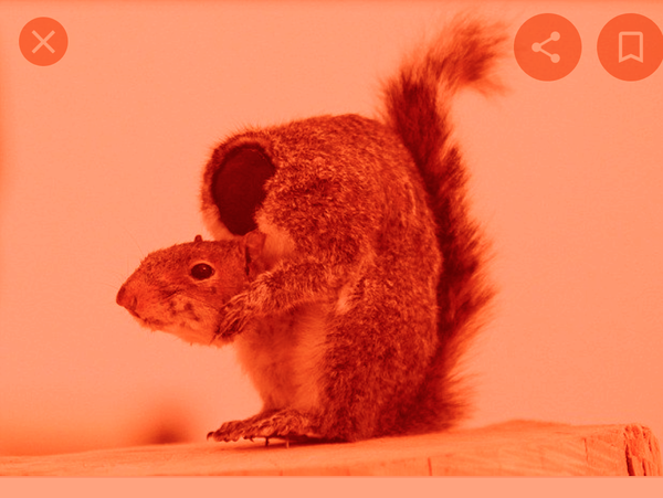 AIBU to remove DH's taxidermied rodent?