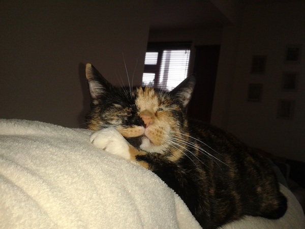 The Litter Tray Memorial Thread