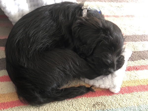 Puppy survival thread! July/August! Roll up!