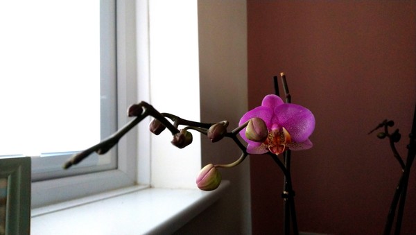 Penguin huddle 🐧🐧🐧 TTC after pregnancy loss - Thread 35 - time for some sticky BFP's