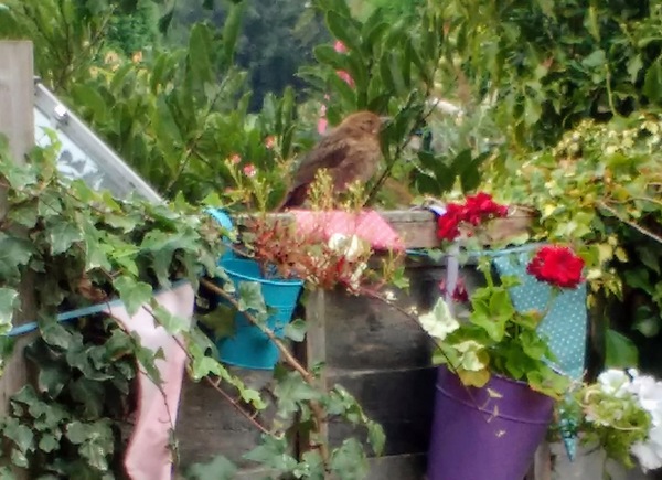 Bird