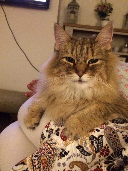 The Litter Tray Memorial Thread