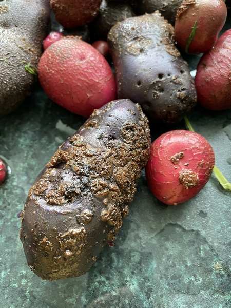 What happened to my potatoes?