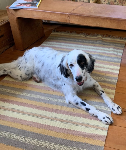 show me your dogs!
