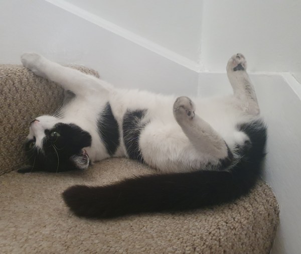 Happy International Cat day.