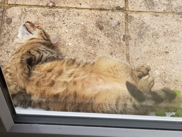 Thug cat part 3.  Unbidden guests are often welcomest when they are gone.