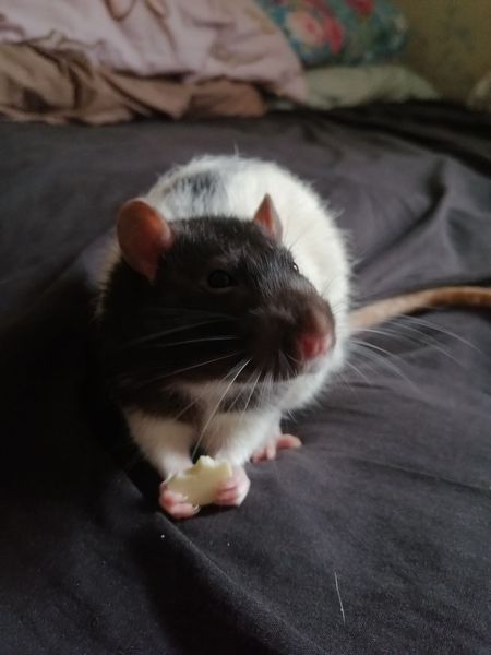 Ideal pet for a 6 yr old