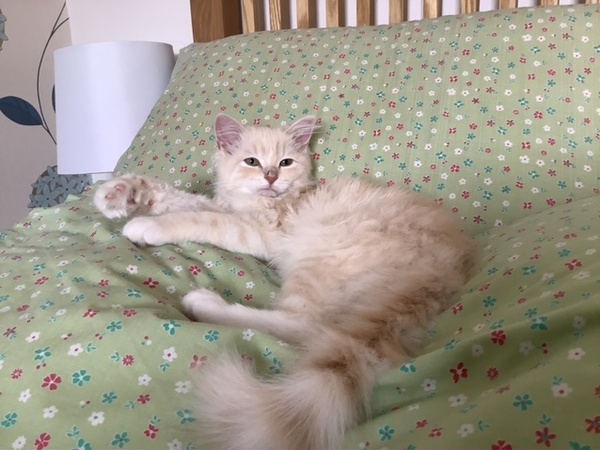 Photo thread for kittens!