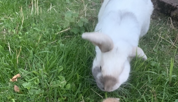 My rabbit was stolen last night.