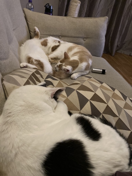 Sleeping cats are like sleeping children.....