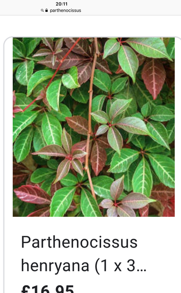 Plant ID please