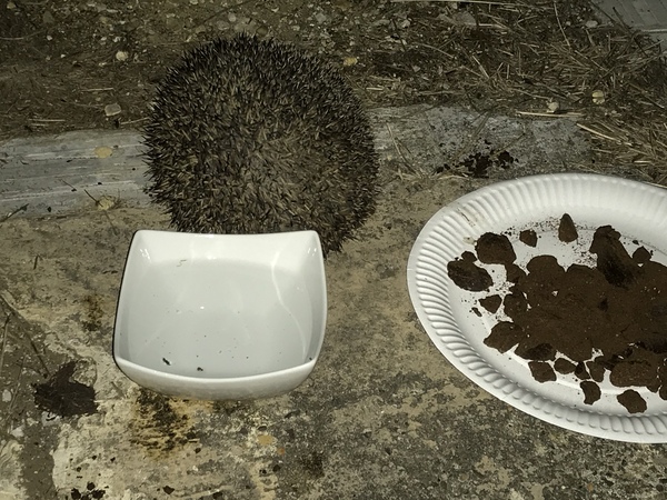 Please leave out bowls of shallow water and food for hedgehogs and wildlife!
