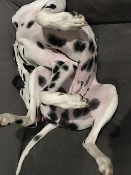 Ridiculous Hound Pics Thread