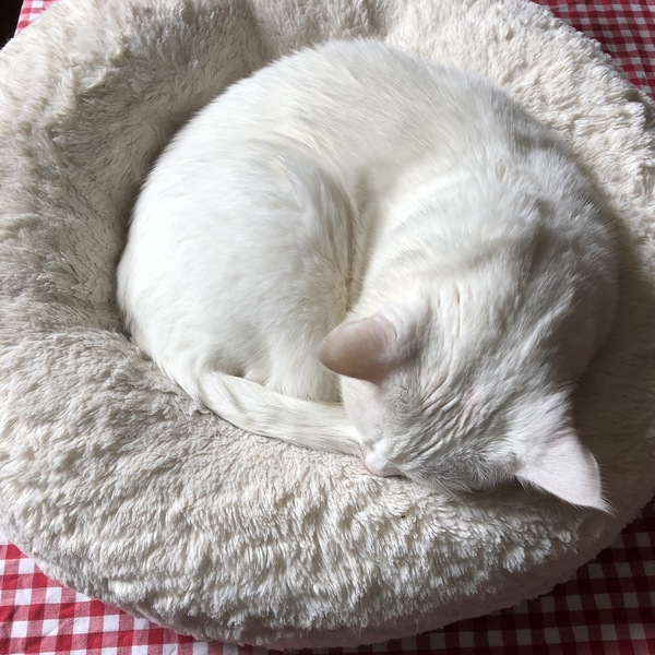 Marshmallow cat beds and  silvervine chews