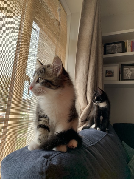 Help with kittens