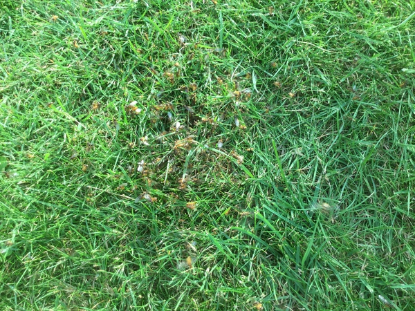 Flying ant day AGAIN