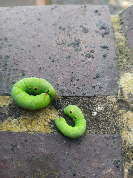 Please help me identify this caterpillar!