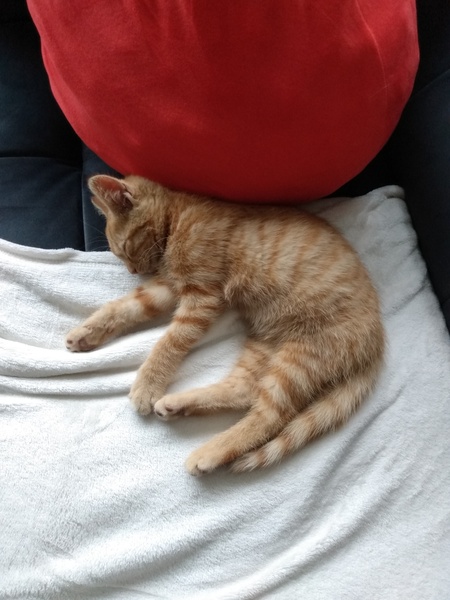 What's your DCat up to today? (Thread 8)