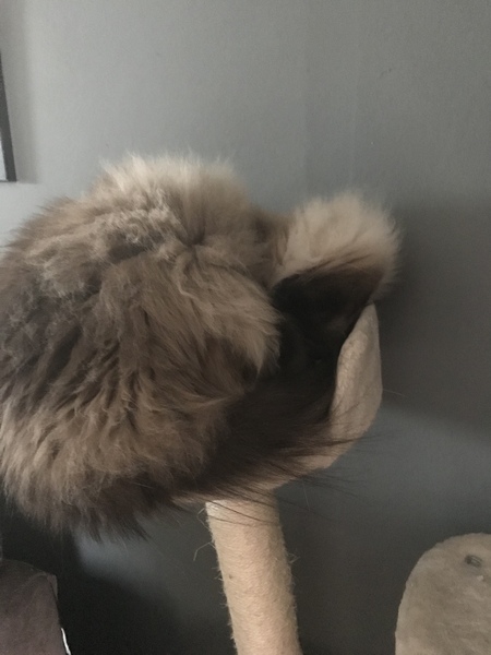 What's your DCat up to today? (Thread 8)