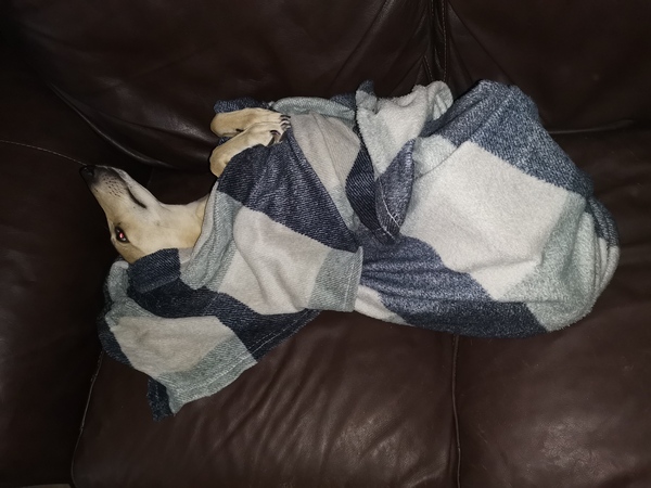 It’s international dogs day today