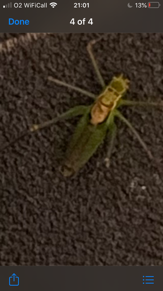 Identify this insect that just dropped on spouse’s head