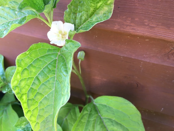 Plant Identification help