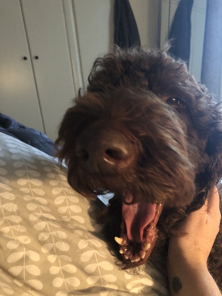 show me your dogs!