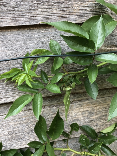 Why are my climbers not flowering?