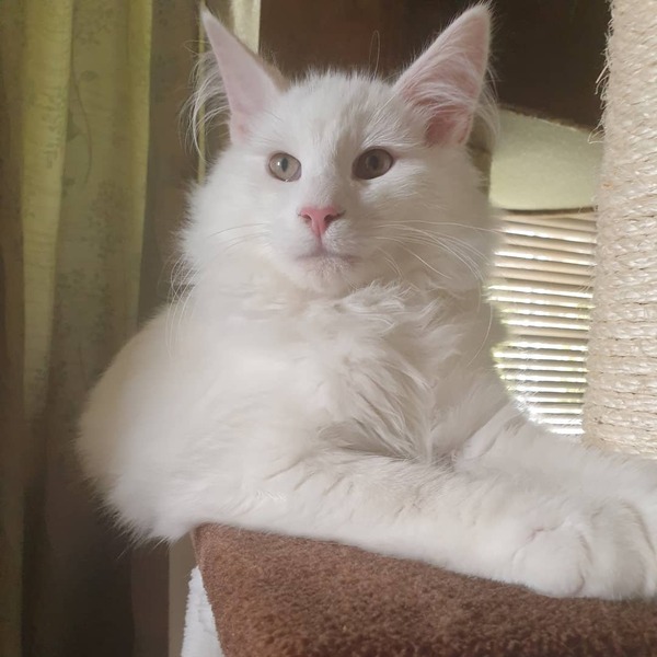 Photo thread for kittens!
