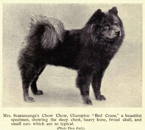 ChowChow