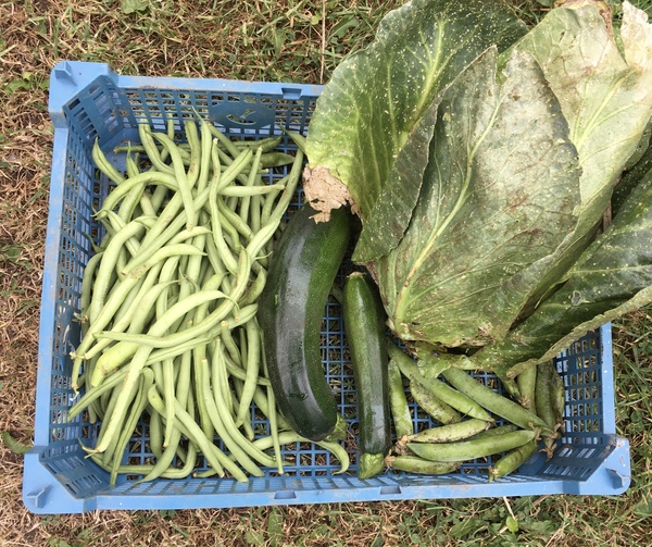 Allotment/Veg Patch Thread 16  Weather weirdness prevails !