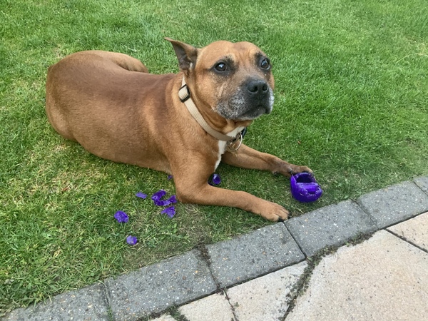 My Old boy suddenly can’t pee or poo, that’s not good is it?